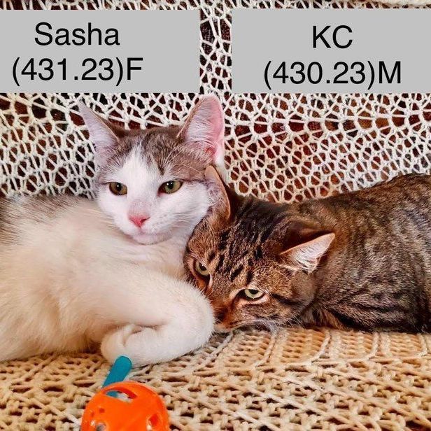 Foster Sasha and KC