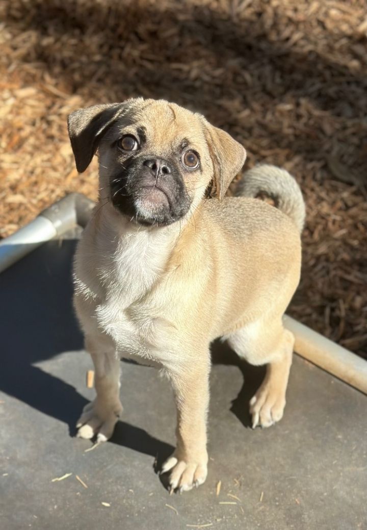 Pig store chihuahua mix