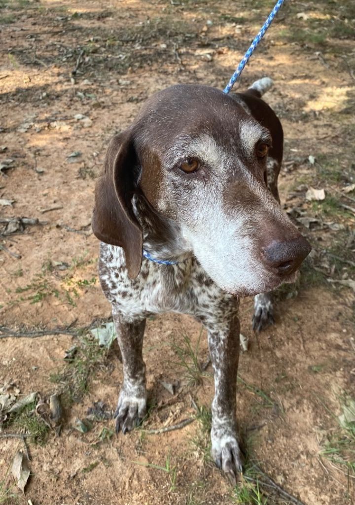 Petfinder german best sale shorthaired pointer