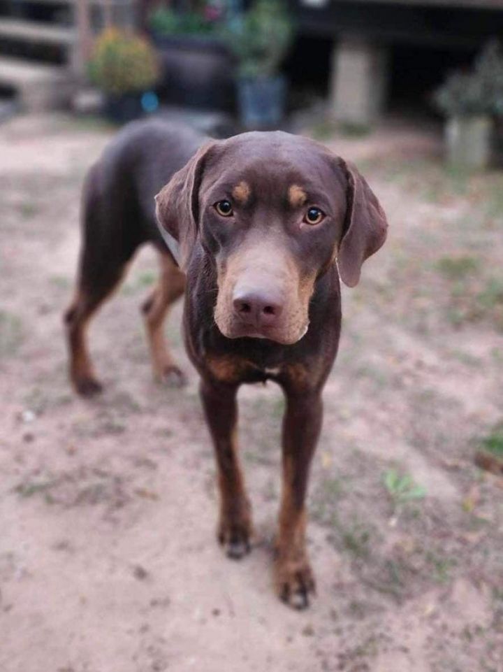 Doberman pinscher best sale hound mix