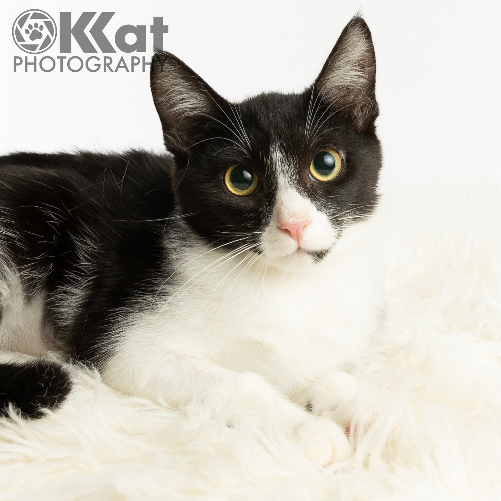 Noel, an adoptable Domestic Short Hair in Crescent, OK, 73028 | Photo Image 1