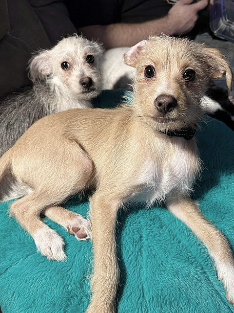 Terrier chihuahua mix outlet long hair