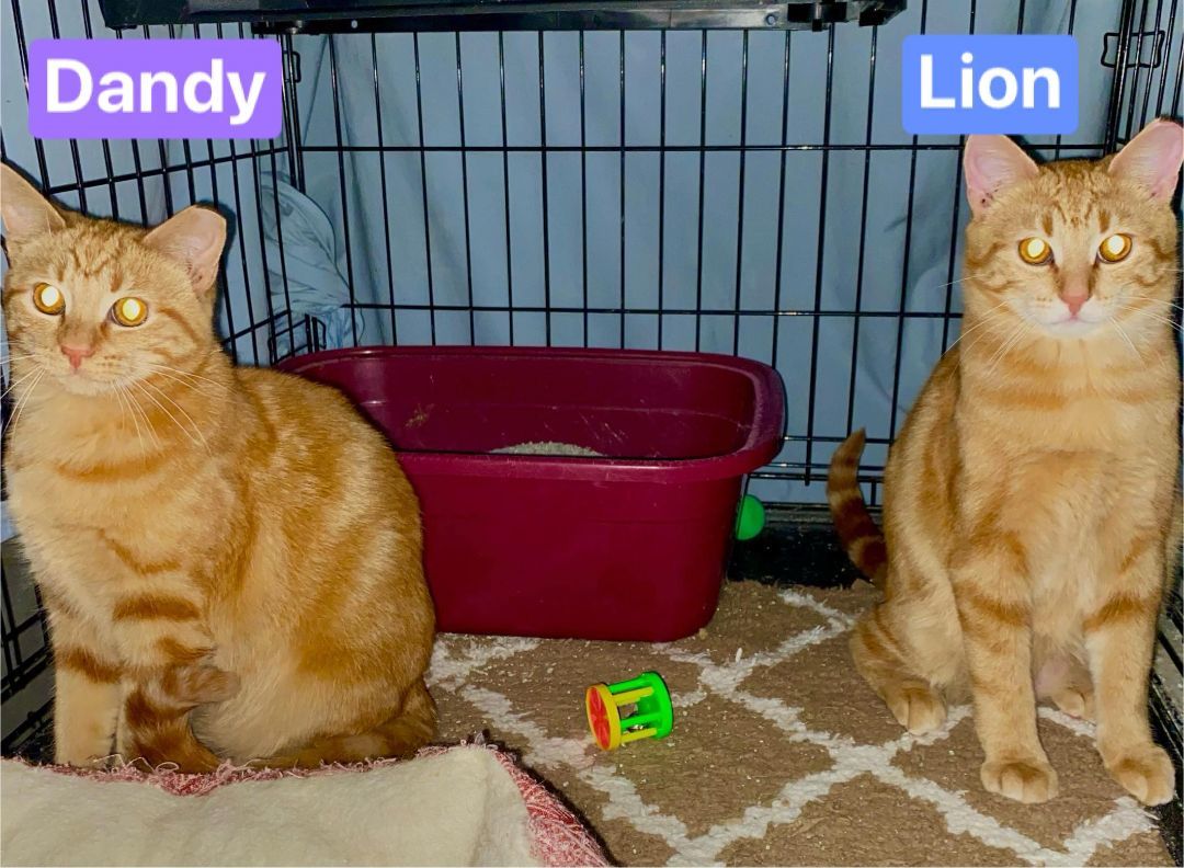 Dandy & Lion 