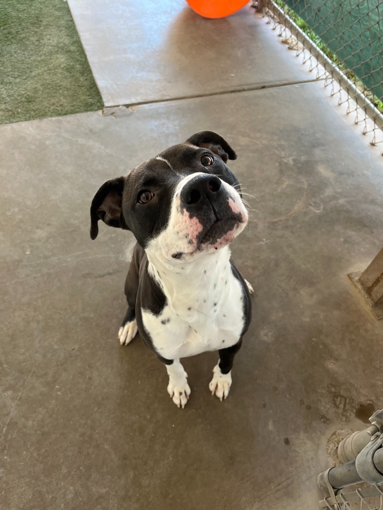 Charlie, an adoptable Pit Bull Terrier in Midland, TX, 79707 | Photo Image 1