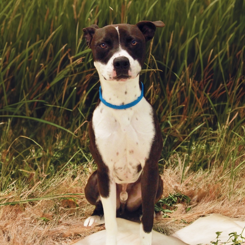 Charlie, an adoptable Pit Bull Terrier in Midland, TX, 79707 | Photo Image 3