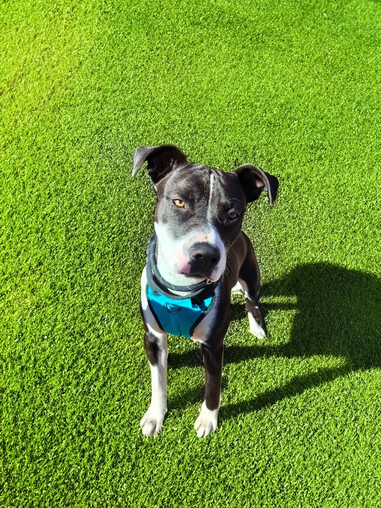 Charlie, an adoptable Pit Bull Terrier in Midland, TX, 79707 | Photo Image 4