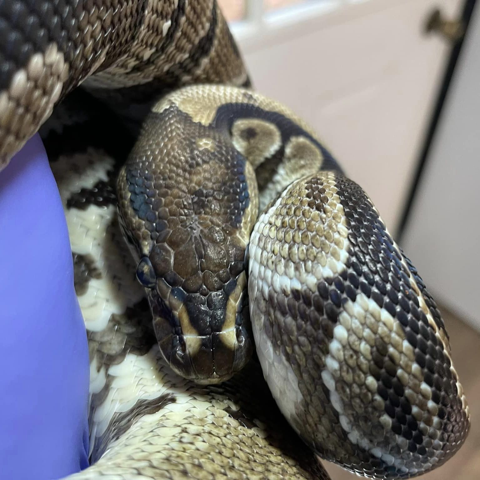 Snake for adoption - Mor, a Ball Python in Durham, NC | Petfinder