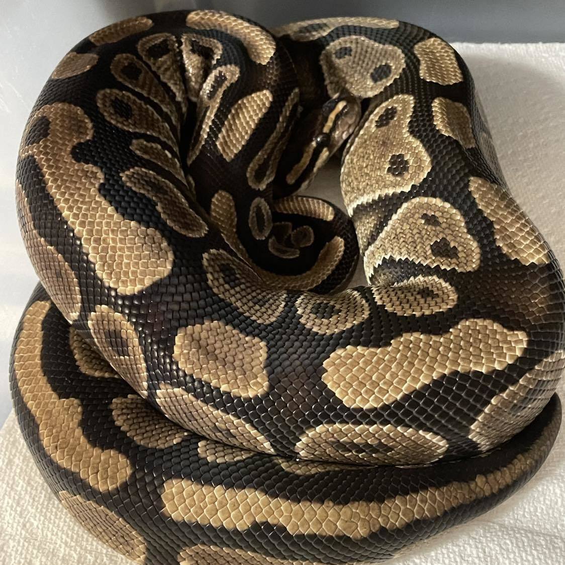 Snake for adoption - Mor, a Ball Python in Durham, NC | Petfinder image.