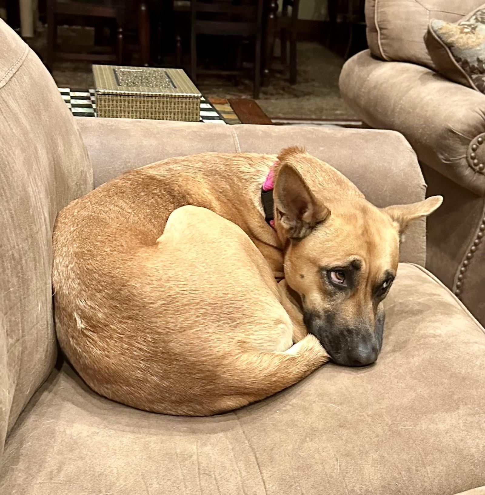 Maybelle, an adoptable Husky, Cattle Dog in Incline Village, NV, 89450 | Photo Image 3