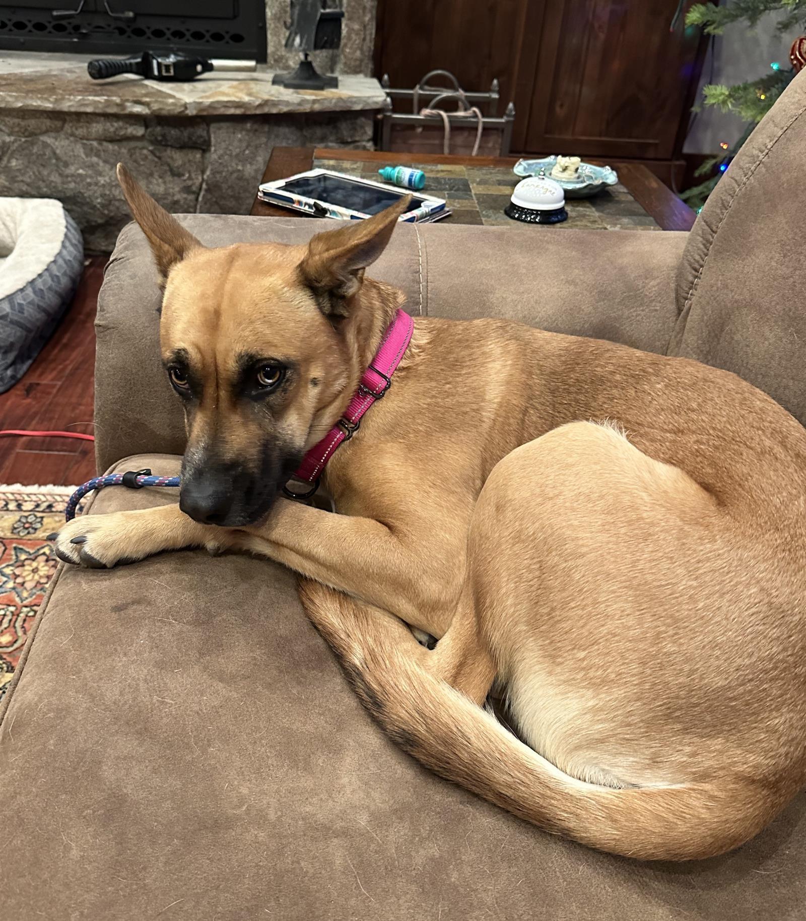 Maybelle, an adoptable Husky, Cattle Dog in Incline Village, NV, 89450 | Photo Image 4