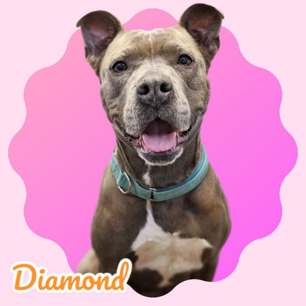Pink shelter hot sale petfinder