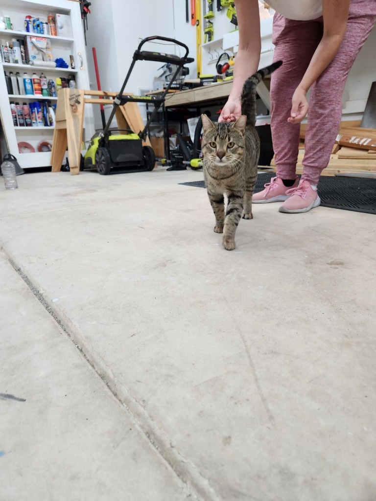 Tommy, an adoptable Domestic Short Hair in Boerne, TX, 78006 | Photo Image 4