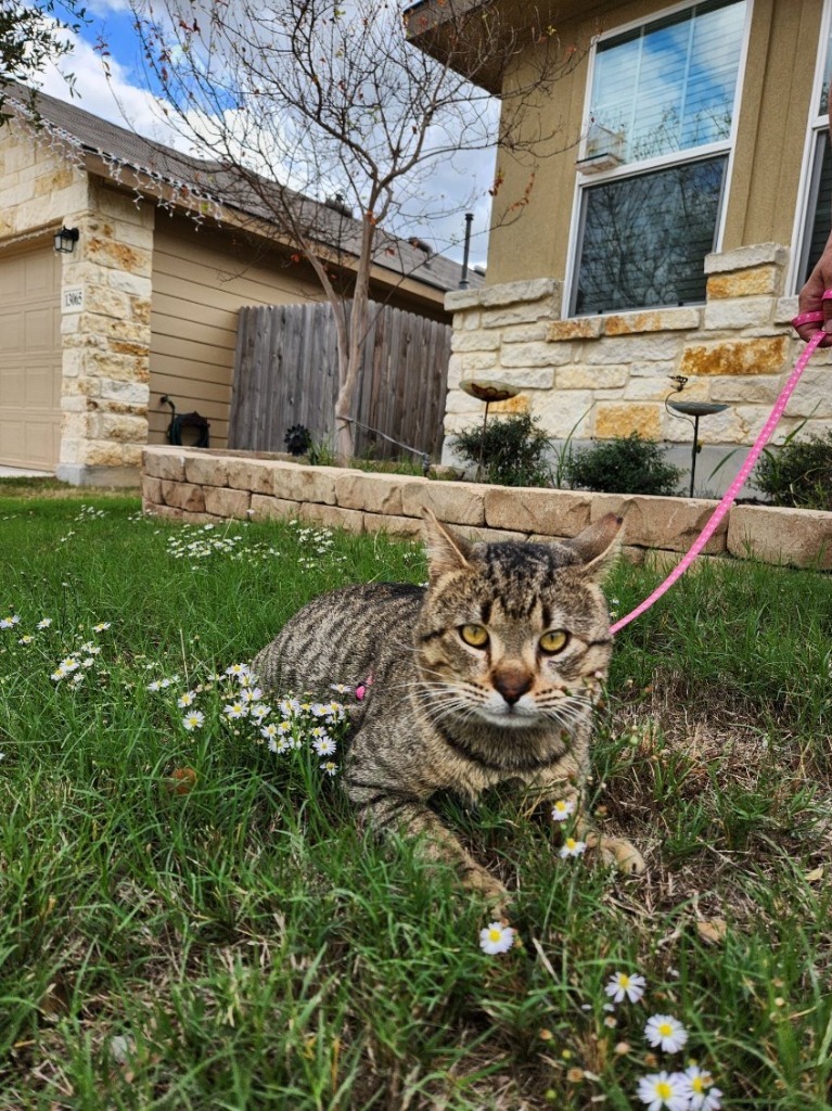 Tommy, an adoptable Domestic Short Hair in Boerne, TX, 78006 | Photo Image 6