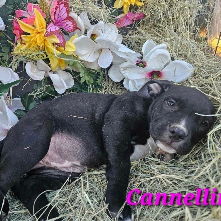 Boxer shar sale pei mix black