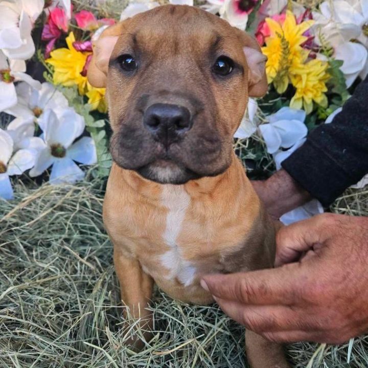 Bull terrier store boxer mix puppies