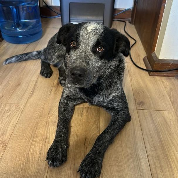 Blue best sale heeler mix