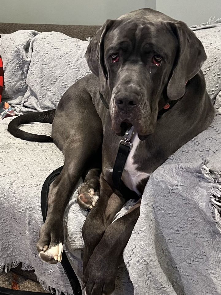 Neapolitan best sale great dane