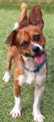 Wesley, an adoptable Chihuahua, Feist in Baileyton, AL, 35019 | Photo Image 1