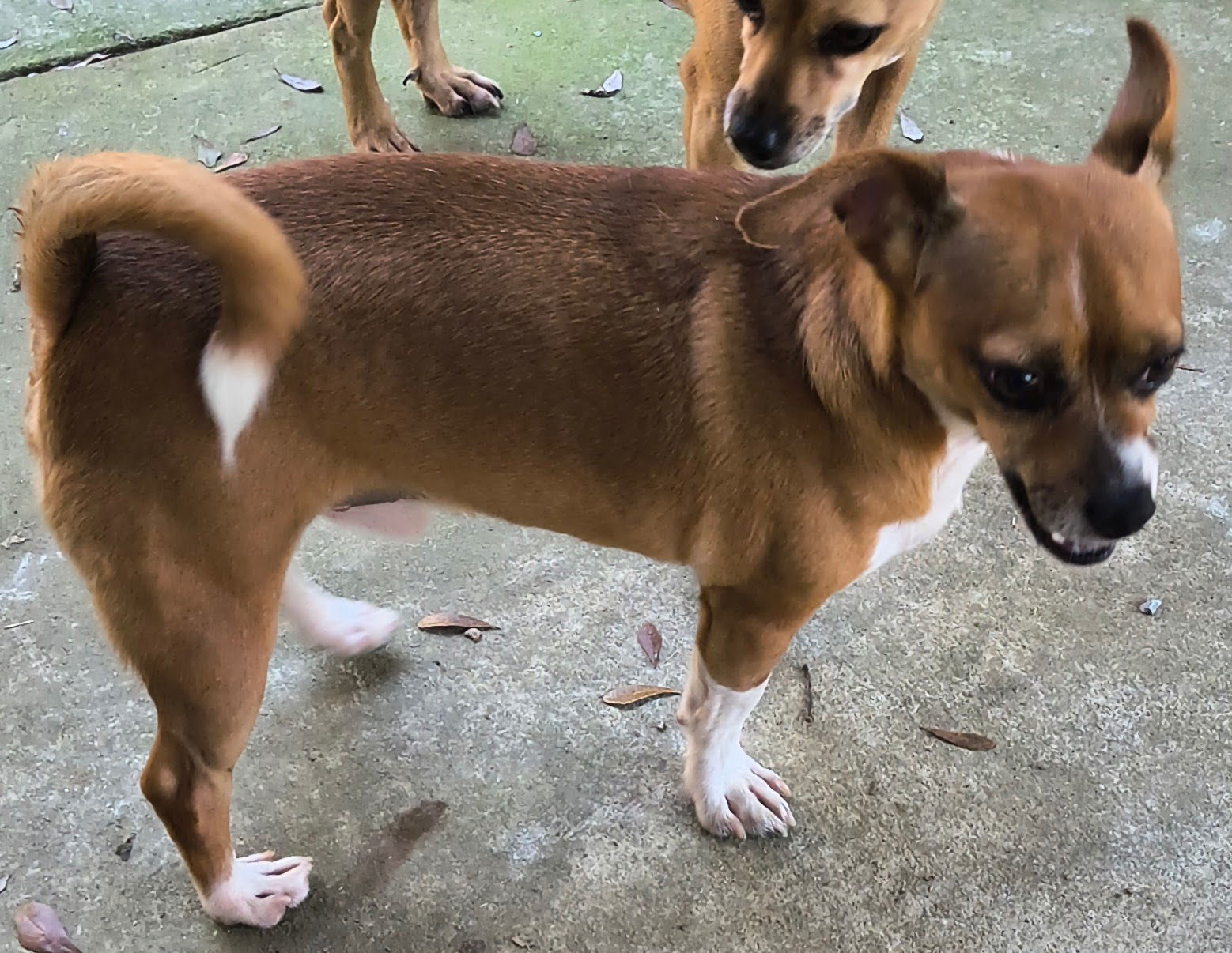 Wesley, an adoptable Chihuahua, Feist in Baileyton, AL, 35019 | Photo Image 2