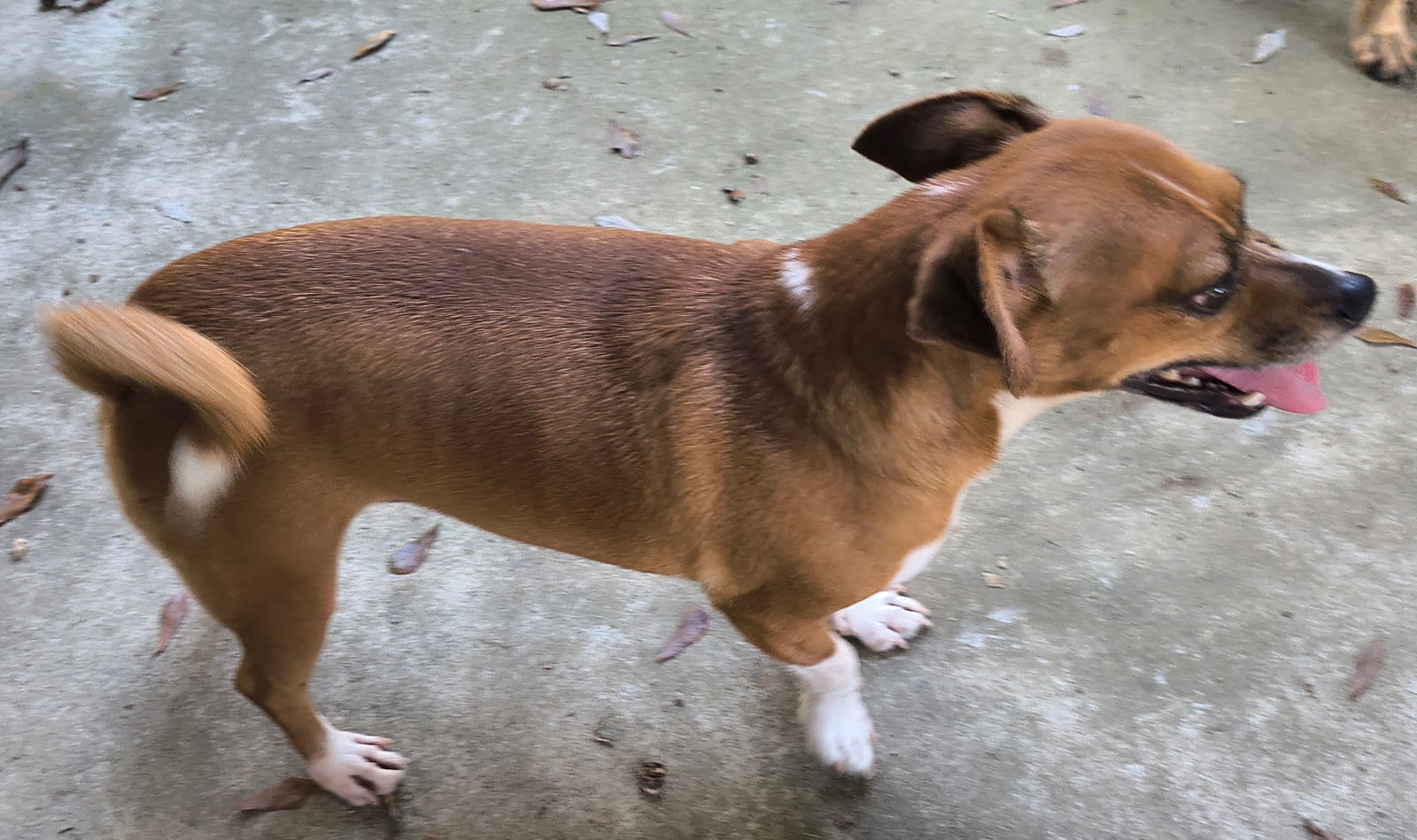 Wesley, an adoptable Chihuahua, Feist in Baileyton, AL, 35019 | Photo Image 3