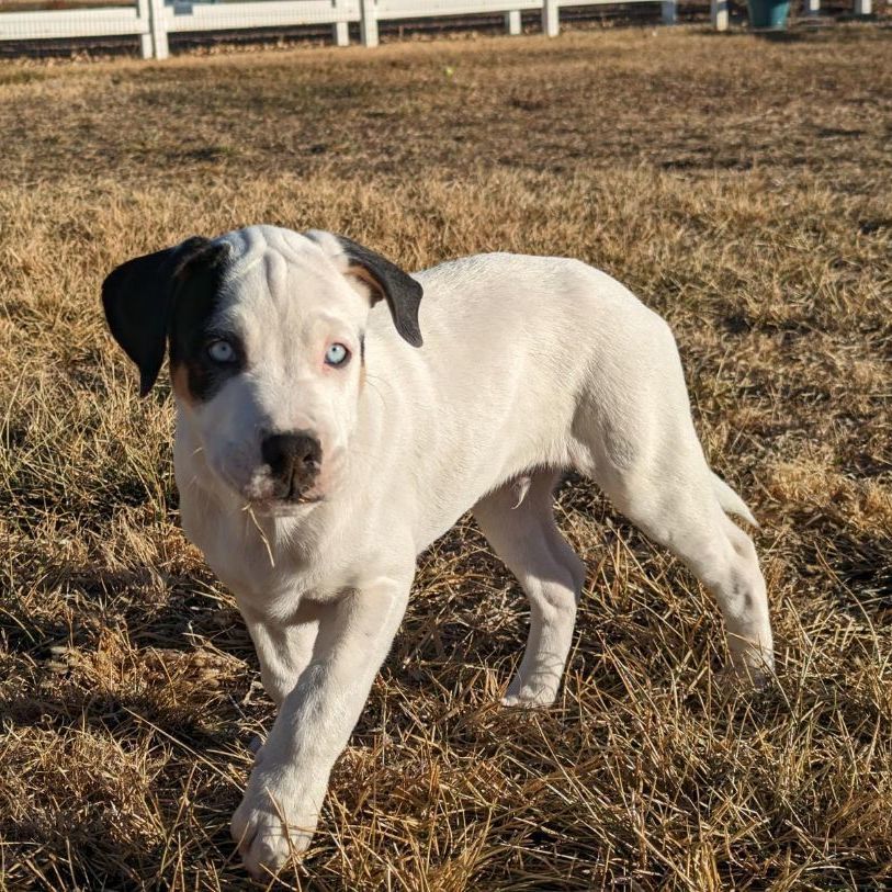 Dog for adoption - COMET, a Mixed Breed in Loveland, CO | Petfinder