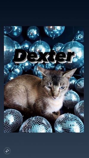 Dexter Siamese Cat