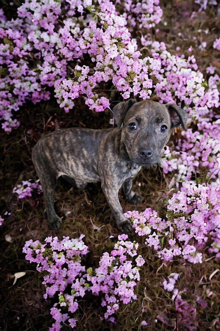 Staffie miniature hot sale