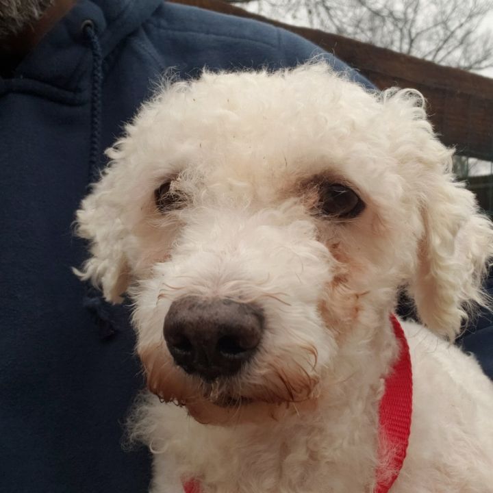 Bichon frise hot sale petfinder