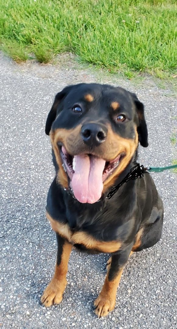 Petfinder rottweiler 2024