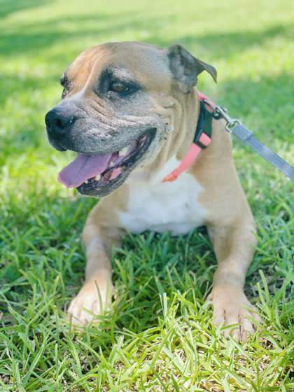 Petfinder boxer hot sale