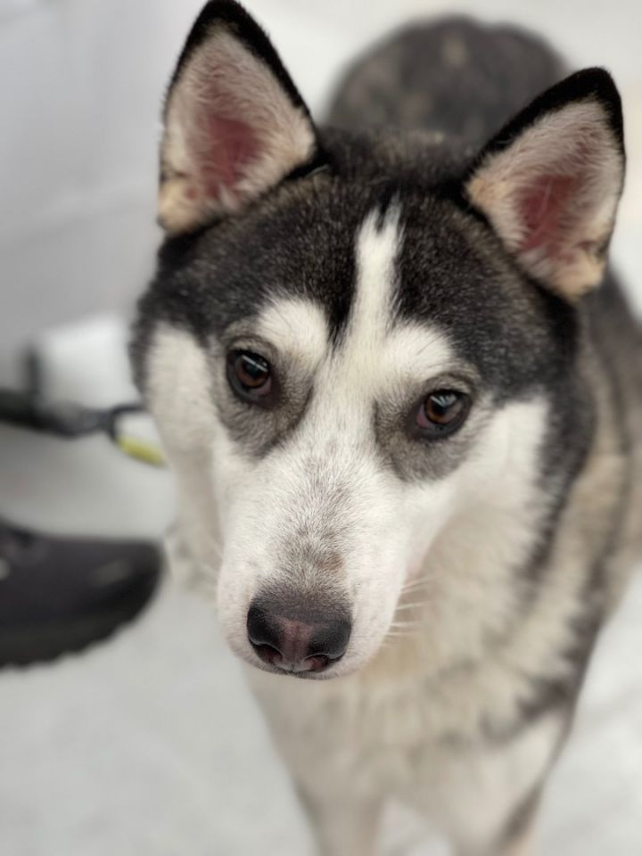 Lizzy, an adoptable Siberian Husky in POCOMOKE CITY, MD_image-1