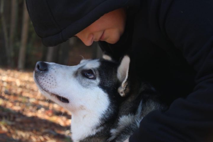 Lizzy, an adoptable Siberian Husky in POCOMOKE CITY, MD_image-6