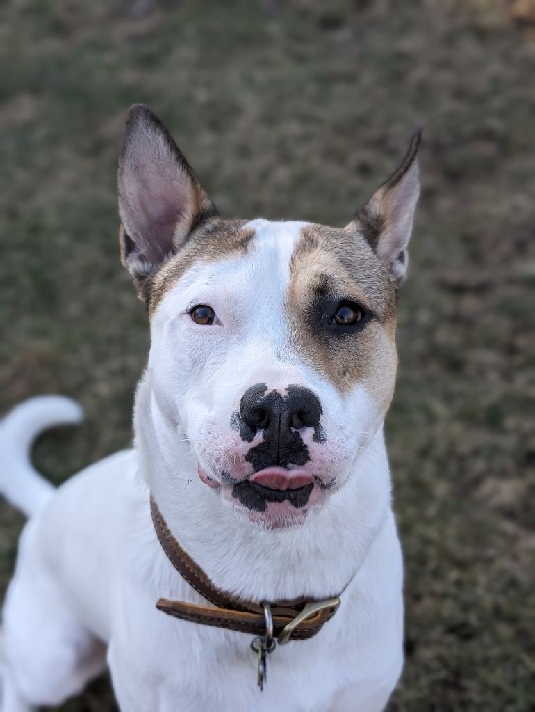 Dog for adoption - Vinny, an American Bulldog & Akita Mix in Duart, ON