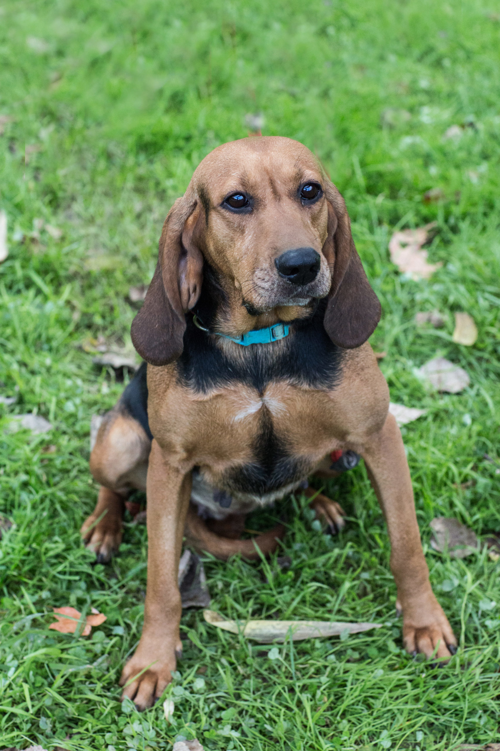 Princess, an adoptable Black and Tan Coonhound, Bloodhound in Duart, ON, N0L 1H0 | Photo Image 1