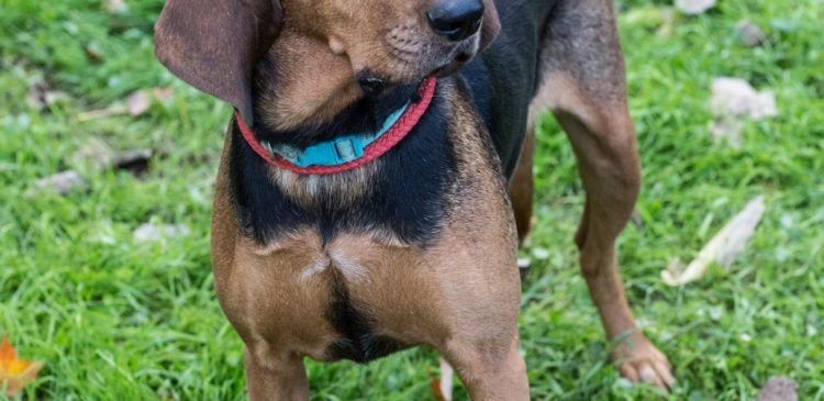 Princess, an adoptable Black and Tan Coonhound, Bloodhound in Duart, ON, N0L 1H0 | Photo Image 2