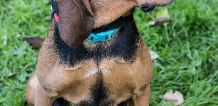 Princess, an adoptable Black and Tan Coonhound, Bloodhound in Duart, ON, N0L 1H0 | Photo Image 3