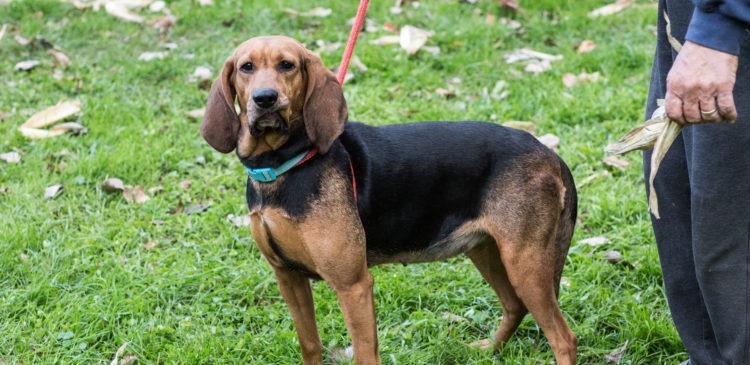 Princess, an adoptable Black and Tan Coonhound, Bloodhound in Duart, ON, N0L 1H0 | Photo Image 4