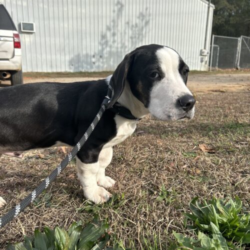 Great dane and store basset hound mix