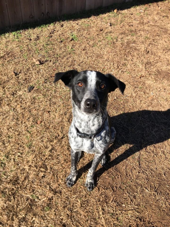 Coonhound cattle dog store mix