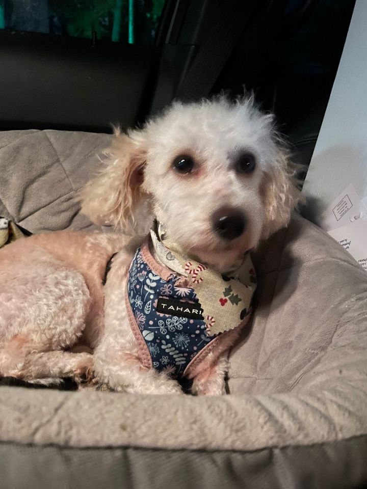 Poodle 2024 mix petfinder