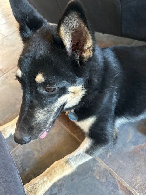 Dog for adoption - Posh Pup, a German Shepherd Dog in Dripping Springs ...