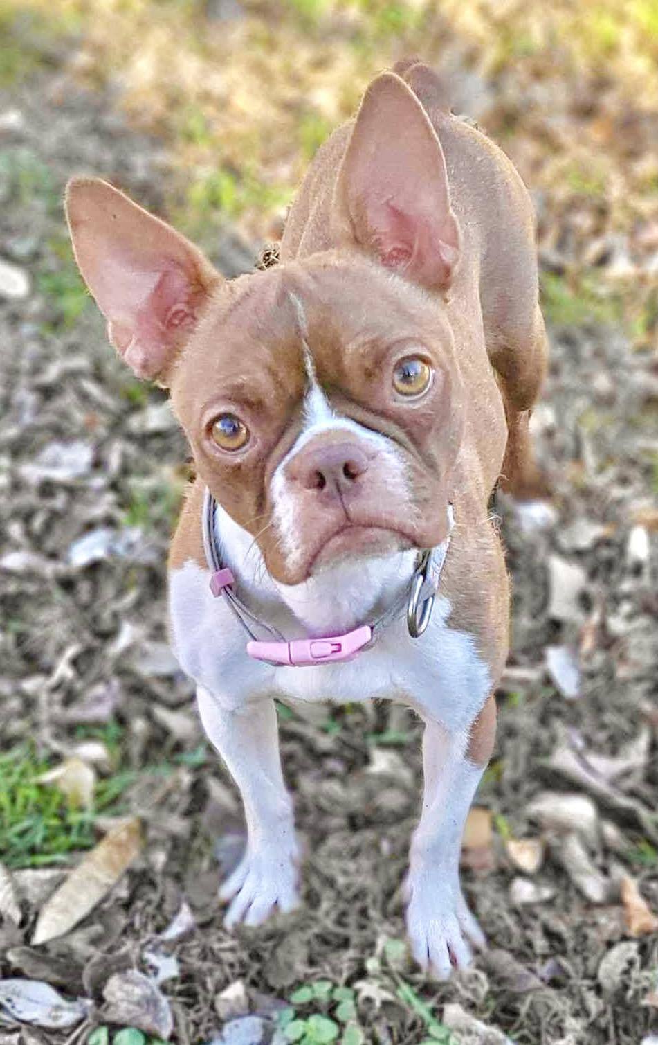 Dog for adoption Gingersnap, a Boston Terrier in Muskogee, OK Petfinder