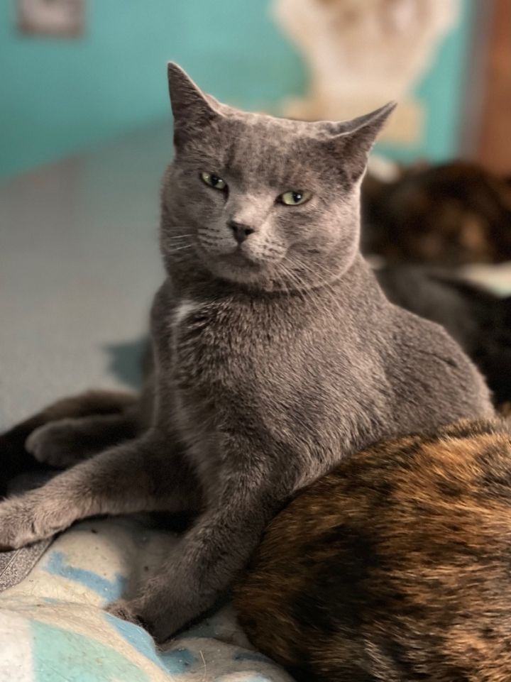 Petfinder store russian blue