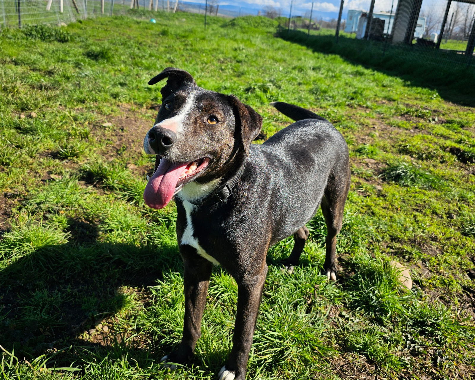 DOTTIE, an adoptable Australian Cattle Dog / Blue Heeler, Whippet in Chico, CA, 95973 | Photo Image 1