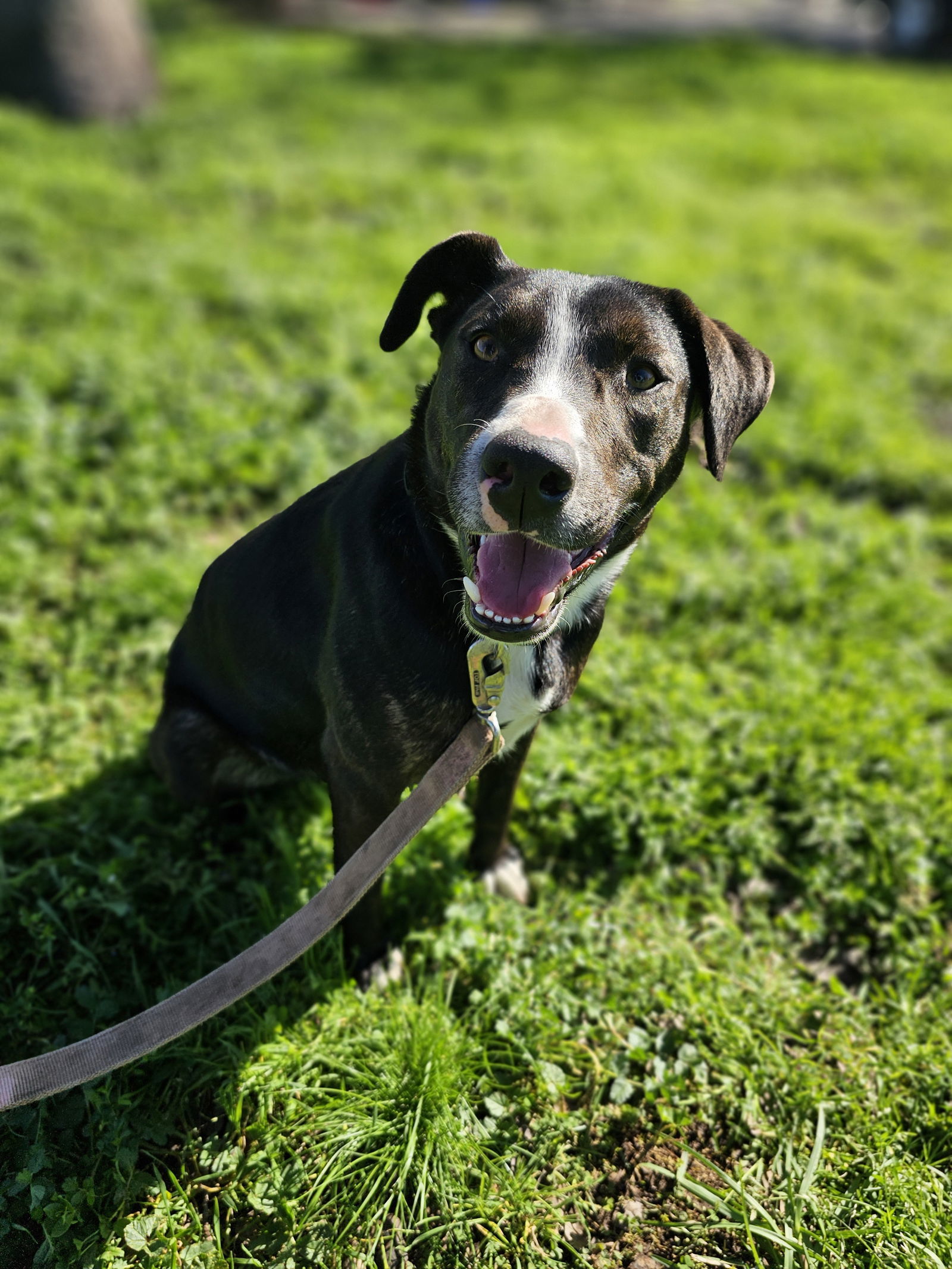 DOTTIE, an adoptable Australian Cattle Dog / Blue Heeler, Whippet in Chico, CA, 95973 | Photo Image 2