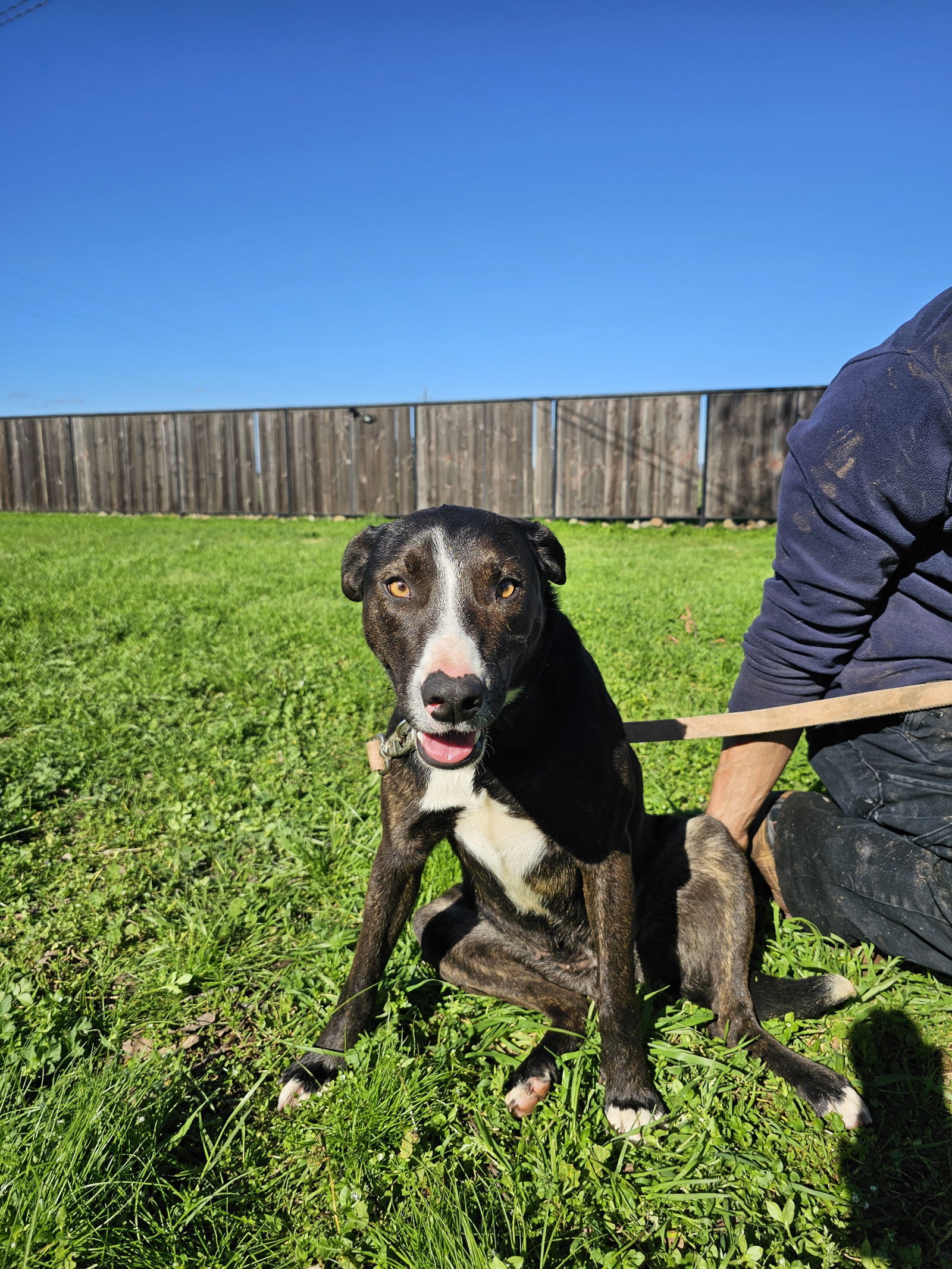 DOTTIE, an adoptable Australian Cattle Dog / Blue Heeler, Whippet in Chico, CA, 95973 | Photo Image 3