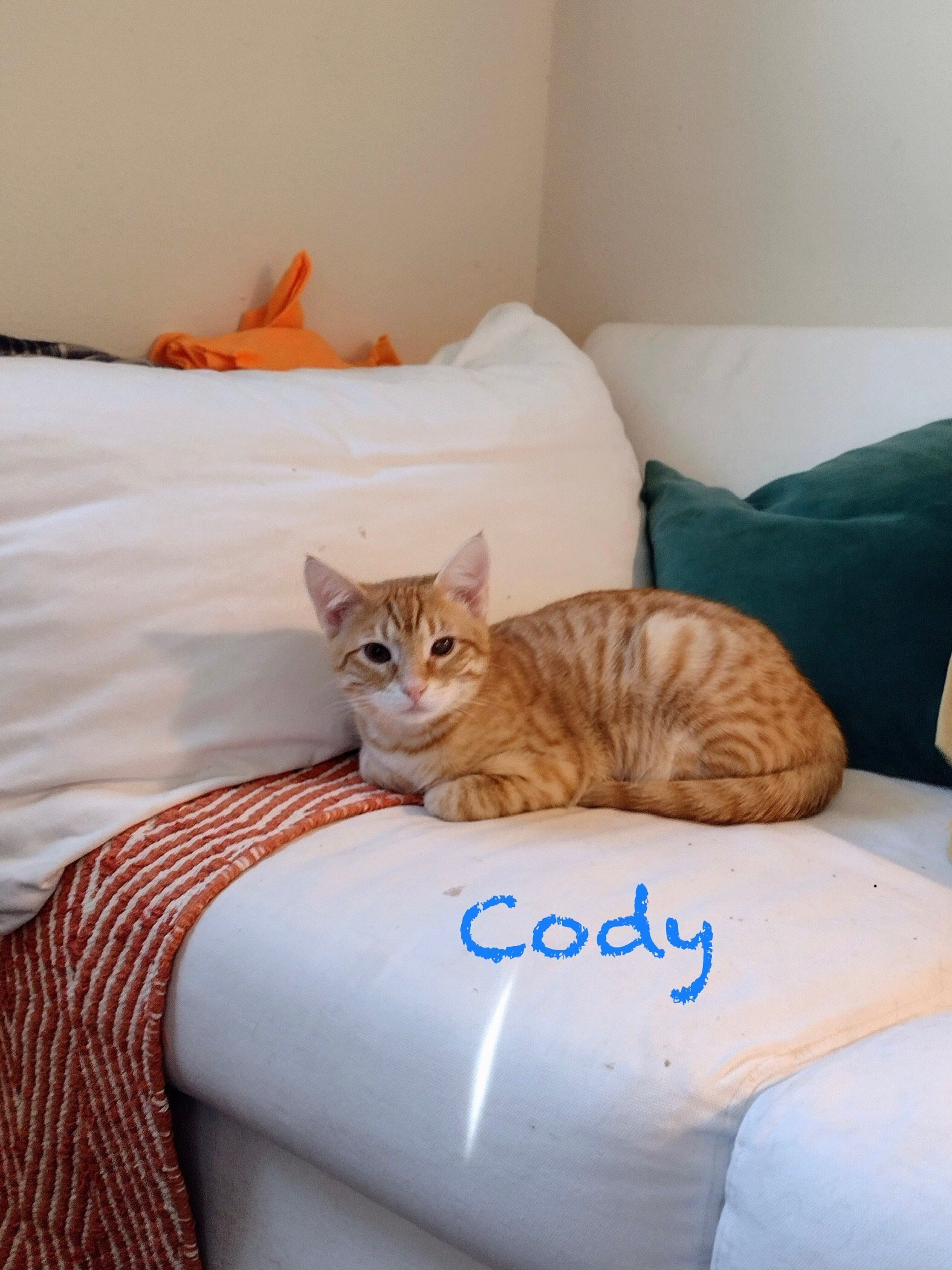 Cody (& Cali)