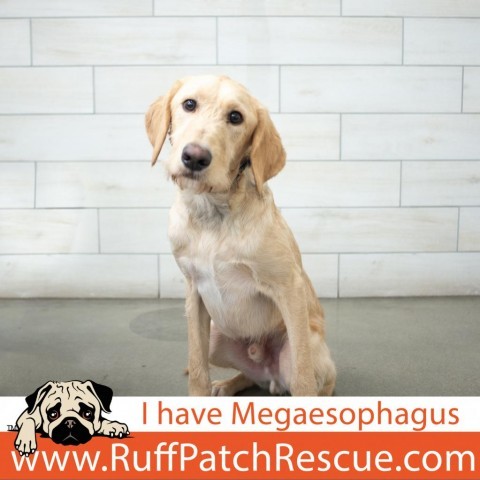 Ranger, an adoptable Labrador Retriever, Standard Poodle in West Jordan, UT, 84084 | Photo Image 1