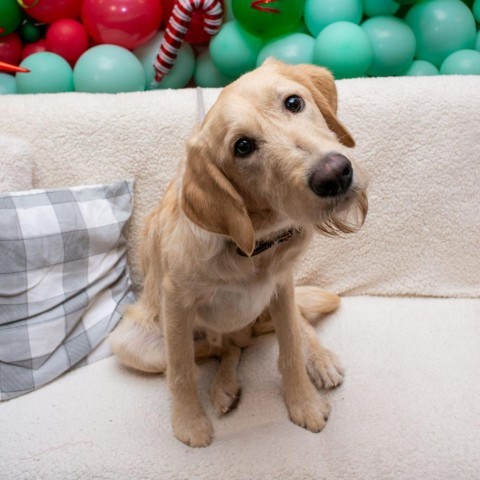 Ranger, an adoptable Labrador Retriever, Standard Poodle in West Jordan, UT, 84084 | Photo Image 2