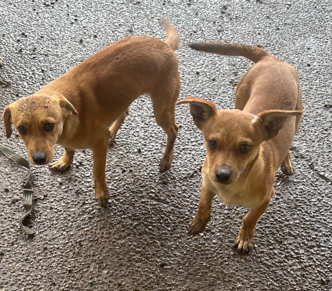 Dog for adoption - HENRY & HAZEL NEED FOSTER, a Dachshund & Chihuahua ...